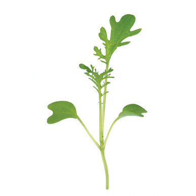 Microgreen - Svart senap (ekologisk)