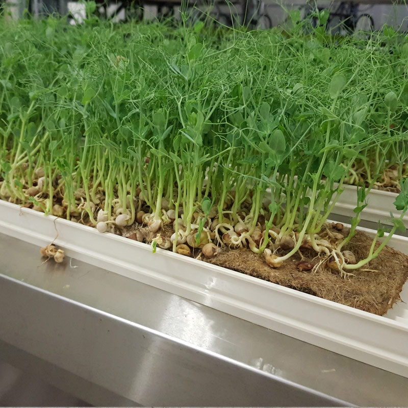 Microgreen - Pea (ORGANIC)