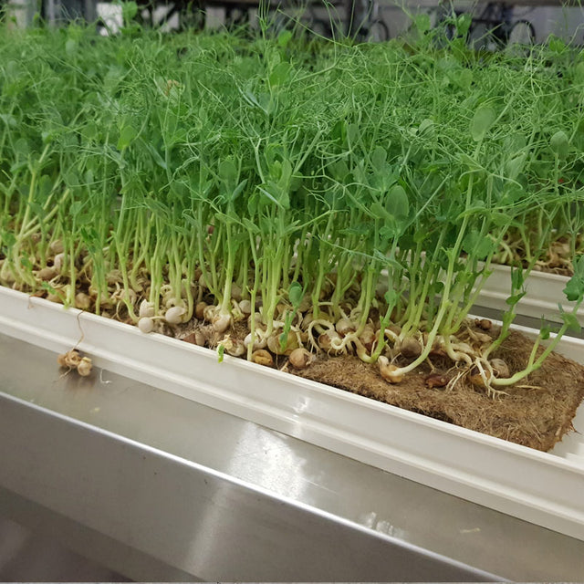 Microgreen - Pea (CONVENTIONAL)