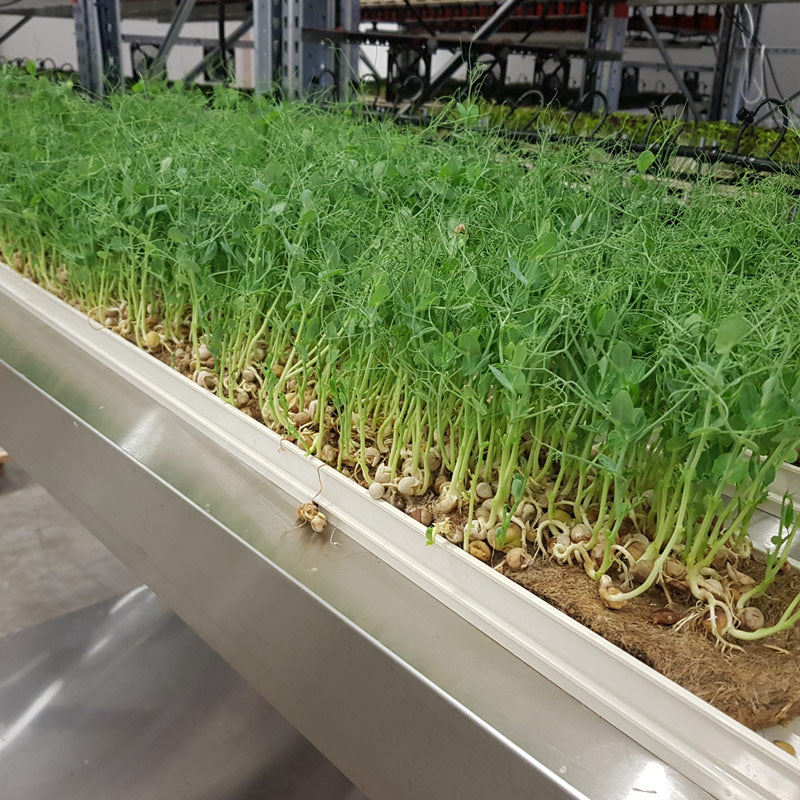 Microgreen - Pea (ORGANIC)