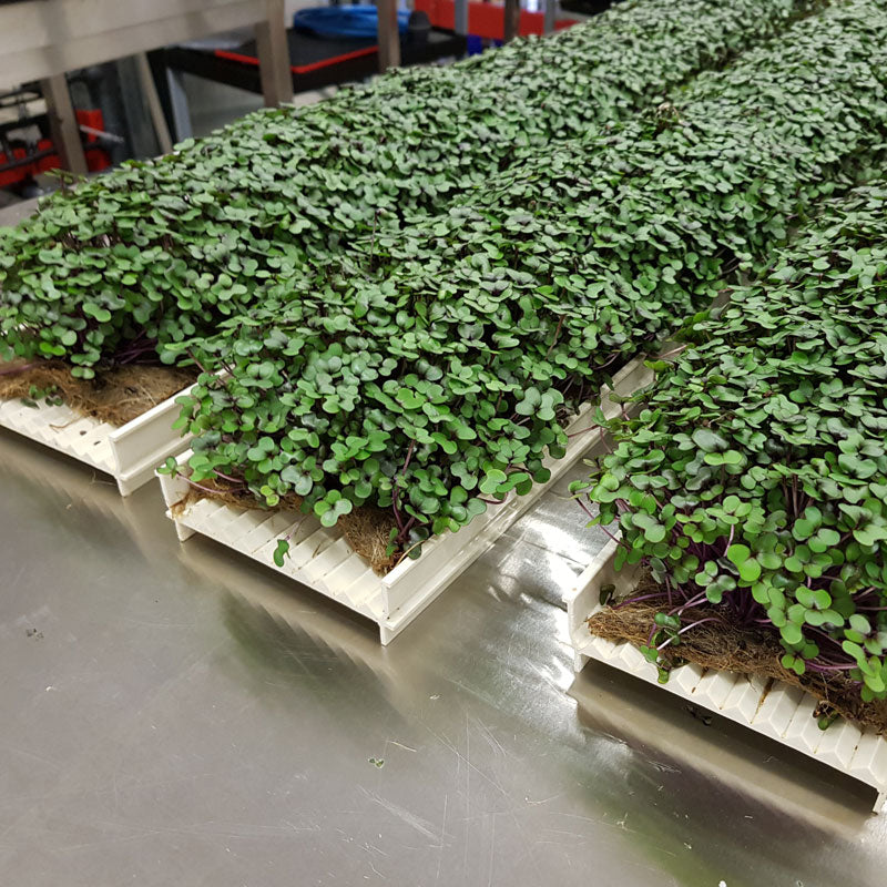Microgreen -  Red Cabbage (CONVENTIONAL)
