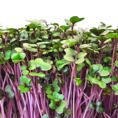 Microgreen -  Red Cabbage (CONVENTIONAL)