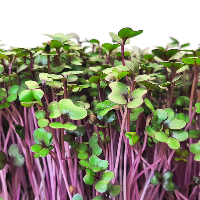 Microgreen -  Red Cabbage (CONVENTIONAL)