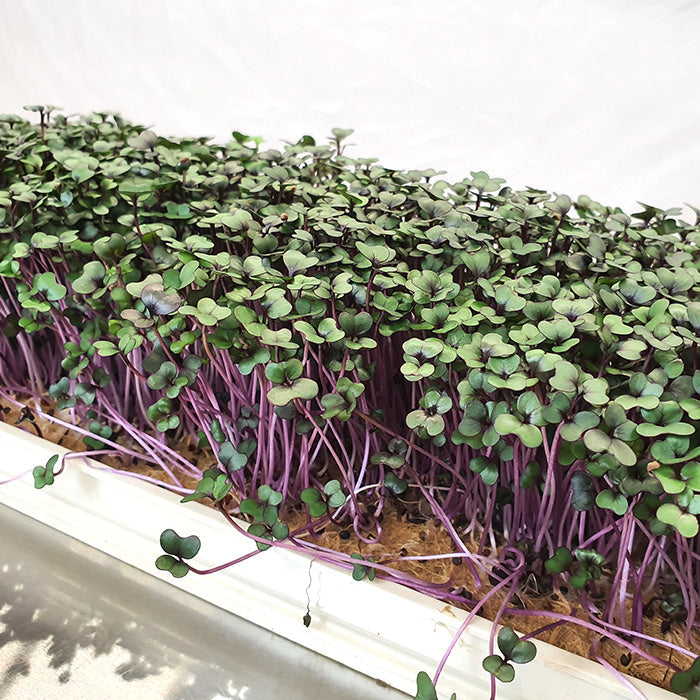 Microgreen -  Red Cabbage (ORGANIC)